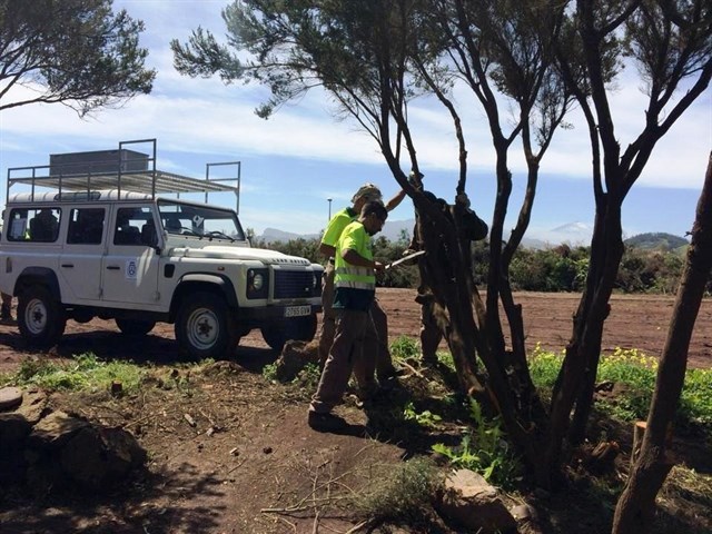 El Cabildo de Tenerife destina 664.000 euros a labores de limpieza para prevenir incendios forestales