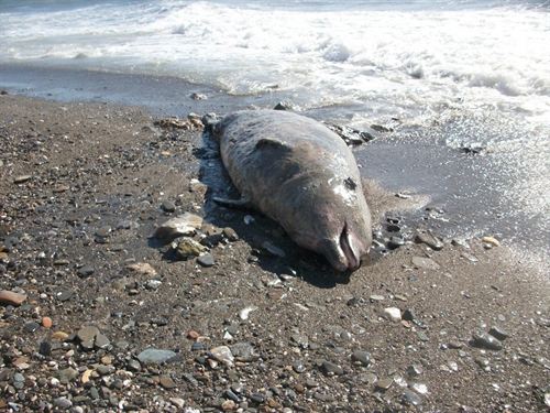 Almeria. Hallado varado un zifio de más de cuatro metros en Adra