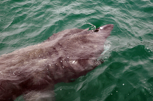 Shark Alliance muestra su "indignación" ante la "continua captura ilegal" de tiburón peregrino en España