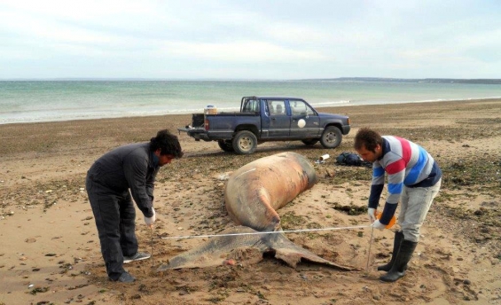 Argentina: Ya se encontraron nueve crías de ballenas muertas en Península Valdés