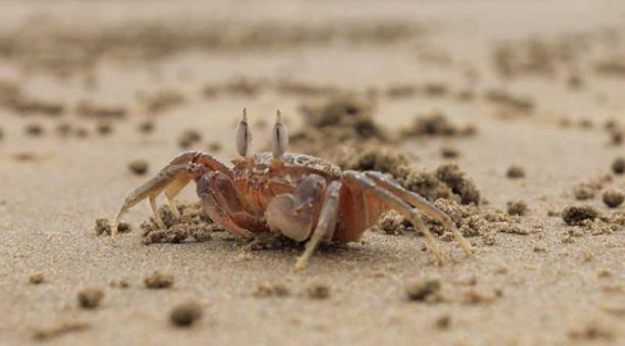 Colombia. Descubren dos especies de cangrejos cavernícolas