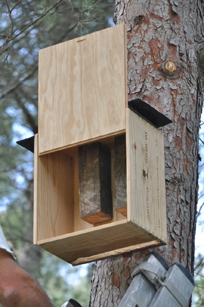 La bodega Albet i Noya recupera la población de murciélagos en su finca para controlar la polilla de la uva