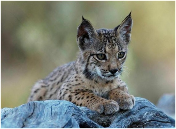 Tierras raras o lince ibérico esa es la cuestión