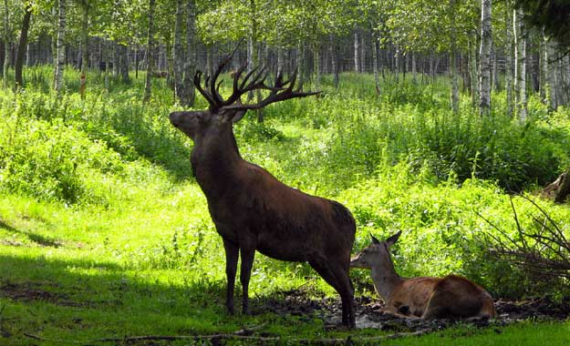Fauna y Espacios Naturales