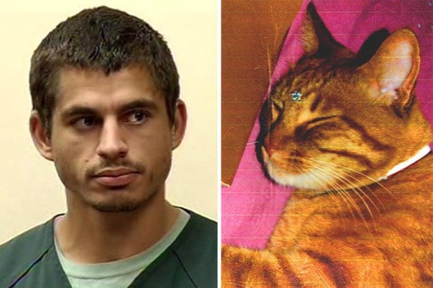 16 años de cárcel por maltrato animal a un asesino de gatos en EEUU