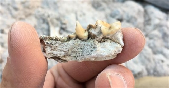 Un diente fósil sugiere que mamíferos migraron cruzando América