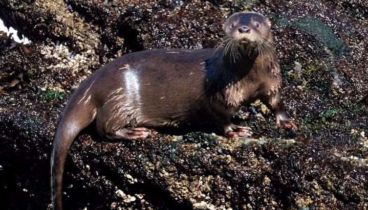 Argentina: Investigan un tipo de nutria en peligro de extinción