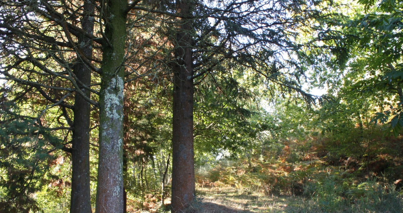 Conoce el bosque privado más grande de Europa