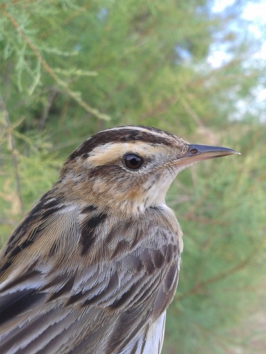 Global Nature invita a celebrar el Día Mundial de las Aves Migratorias en la laguna de La Nava