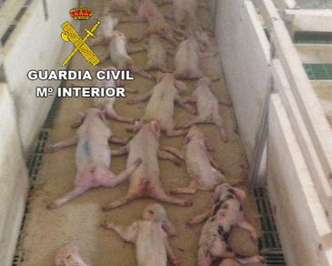 Los ‘salvajes’ que aplastaron a 72 lechones