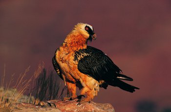 Escolares cordobeses conocen el quebrantahuesos