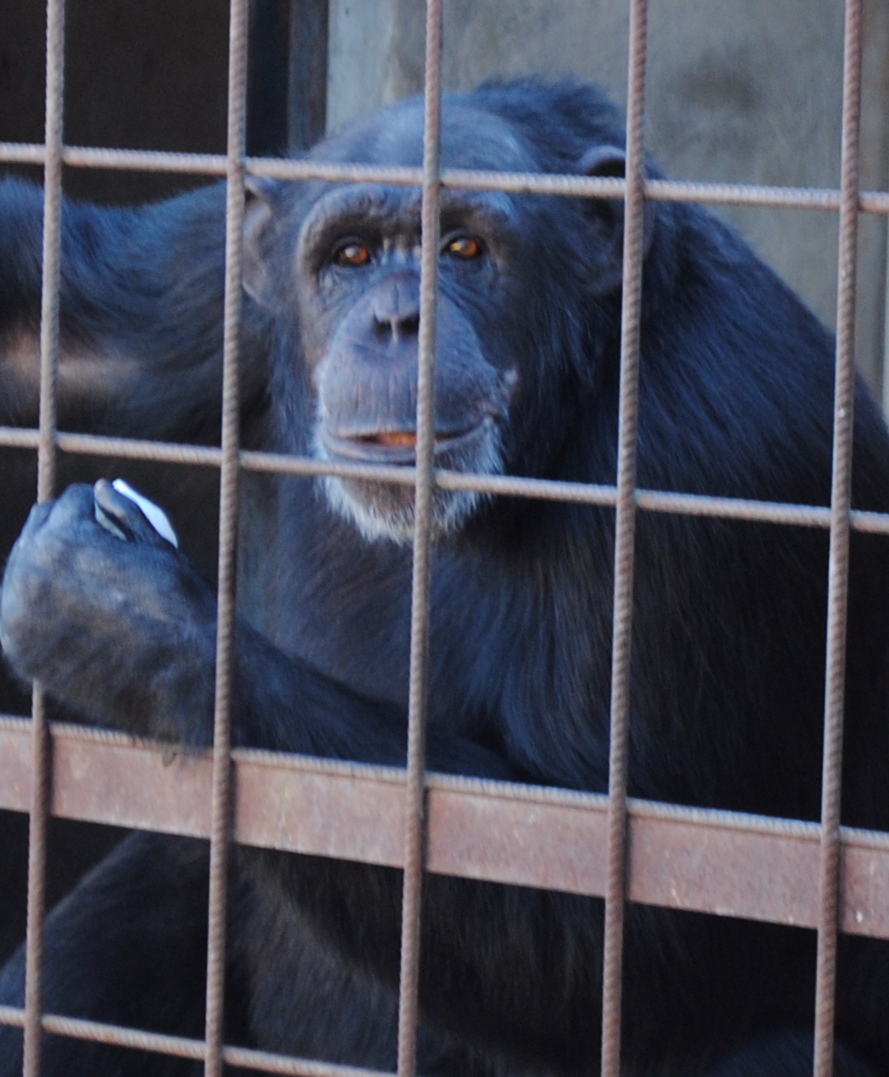 Proyecto gran simio felicita públicamente al zoológico de las guardas (sevilla) por acoger a montse