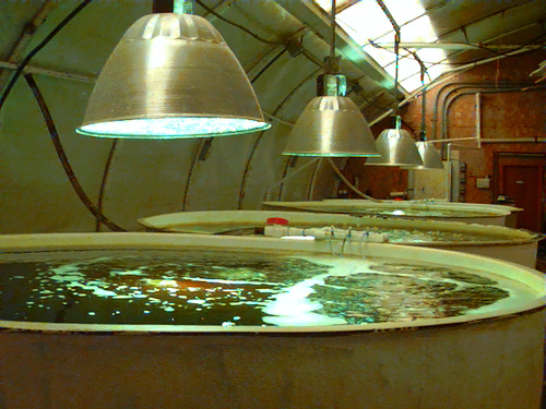 Investigadores onubenses obtiene microalgas con alto contenido en sustancias funcionales