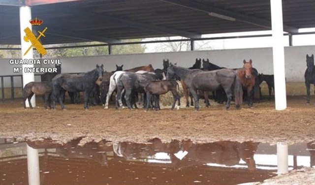 Investigada una persona de 61 años y responsable de una explotación equina por maltrato animal