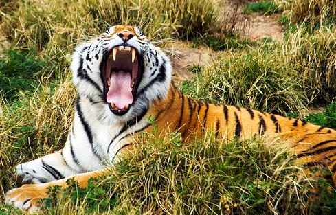 Logran en Terra Natura que una hembra de tigre asiático acepte aparearse con un macho recuperado de insfuciencia renal