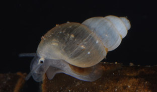 Medio Ambiente mantiene en el Jardín Botánico del Abardinal poblaciones de dos moluscos amenazados