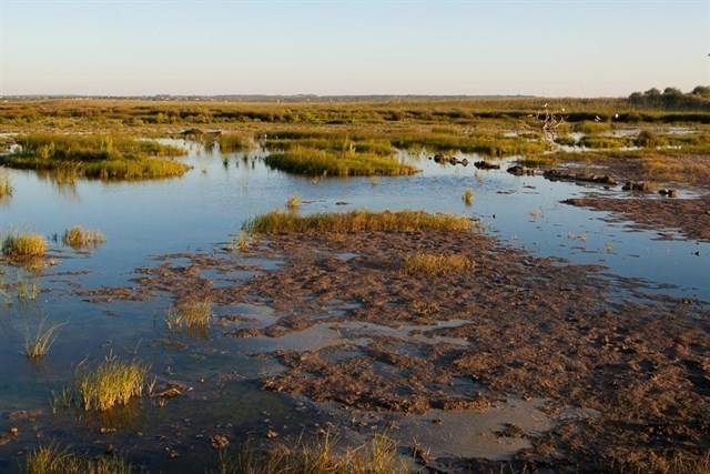 Podemos pide aumentar los controles y la vigilancia para revertir la situación en el Parque Natural de sAlbufera