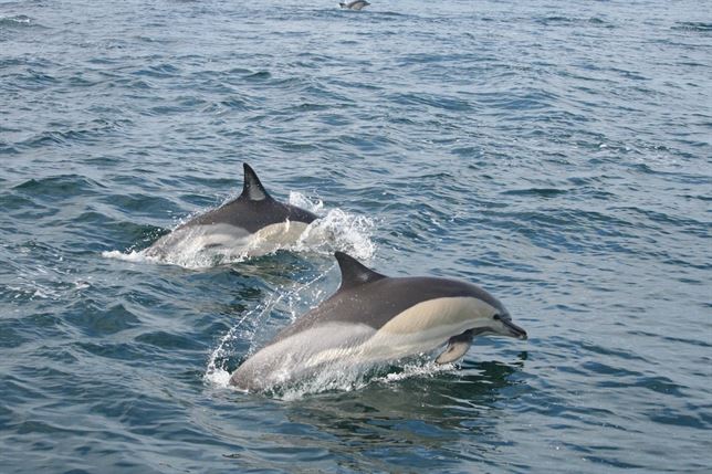 Los delfines del Estrecho y el Golfo de Cádiz ‘atiborrados’ de contaminantes