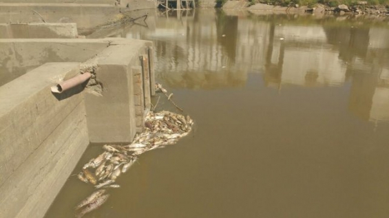 Argentina: Santa Fe descartó contaminación en los casos de peces muertos en el Caracarañá