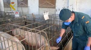 Detenido el propietario de una granja de Calasparra por abandonar más de un centenar de cerdos
