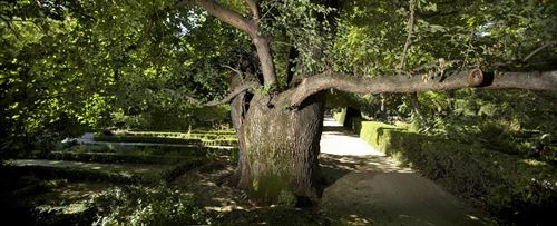 Restauración de olmos ibéricos en la cuenca del río Tajo