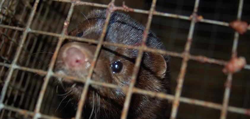 Holanda prohíbe las granjas de visones