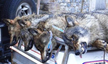 Asturias. Nuevos controles de lobo en el Parque Nacional de Picos