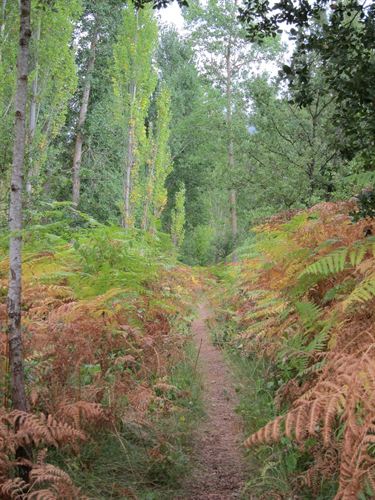 Los bosques vascos almacenan 65 millones de Tn de carbono