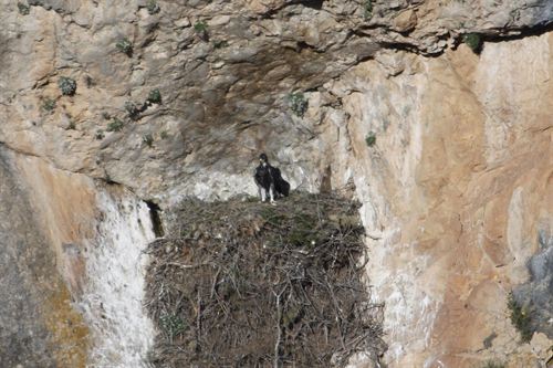 Comunidad Valenciana. Diputación desarrolla un programa de cría de águilas reales en el espacio natural Peñas de Sol