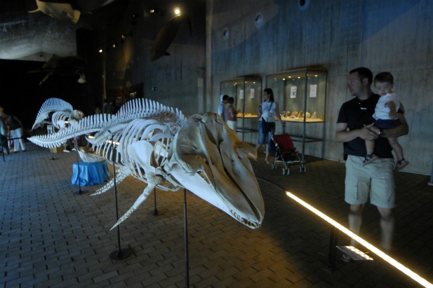 El CSIC y el Ayuntamiento de Almonte quieren exponer en Sevilla algunas piezas del Museo del Mundo Marino