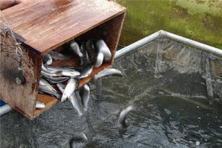 Liberados 500 alevines de truchas comunes en la Rivera del Huéznar