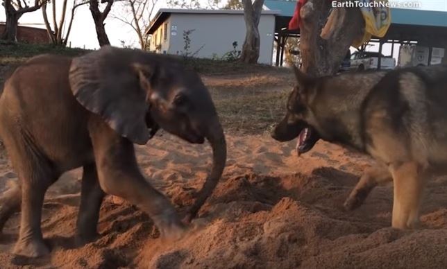 El elefante el mejor amigo de los perros (Vea VIDEO)