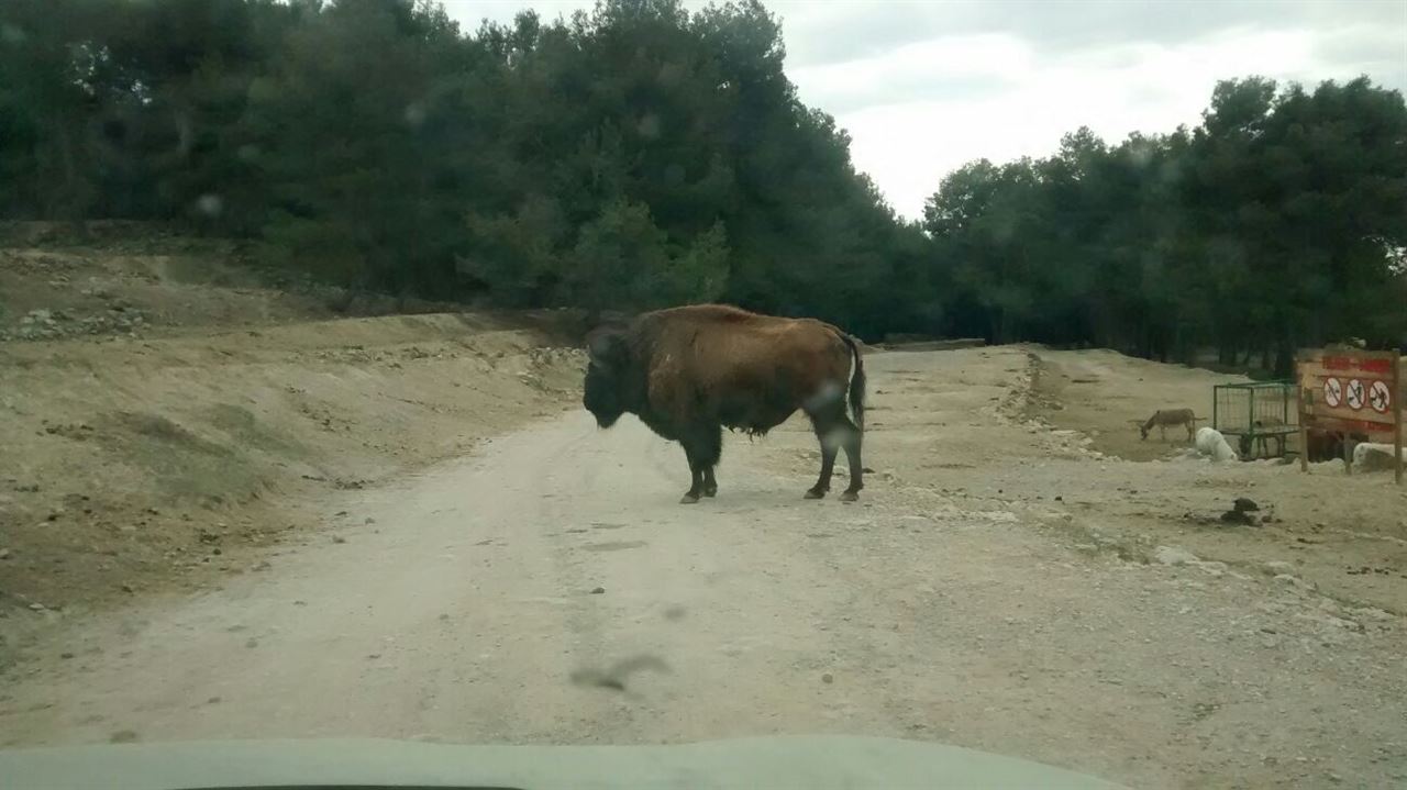 Un trabajador ajeno al complejo fallece al ser embestido por un búfalo en un parque de Penàguila