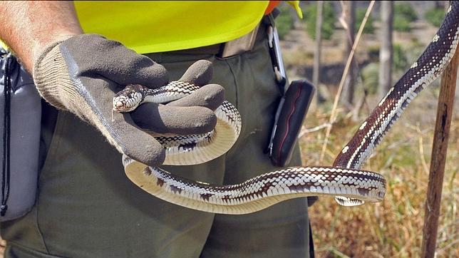 Incautada una Culebra Real Californiana en Gran Canaria