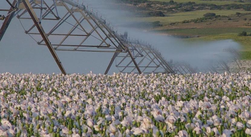 El regadío se va ‘comiendo’ Doñana
