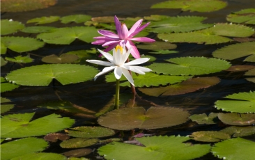 Indí­genas del Amazonas gestionan un hotel de eco-turismo en Perú