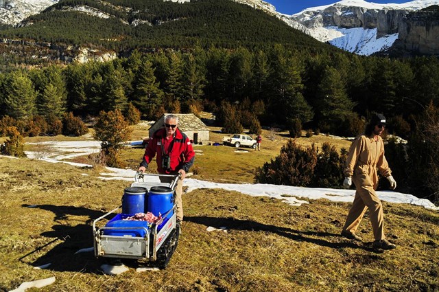 Los comederos para los quebrantahuesos pirenaicos cumplen 25 años
