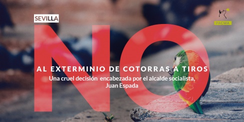 Sevilla exterminará a golpe de escopeta a las cotorras