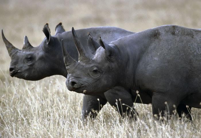 Ruanda acoge de nuevo a rinocerontes negros