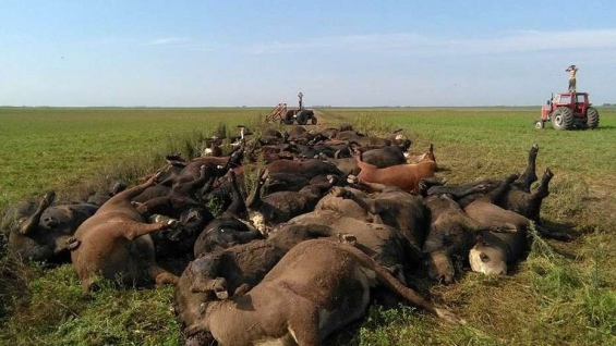 Argentina. Alerta en La Pampa por la mortandad de animales