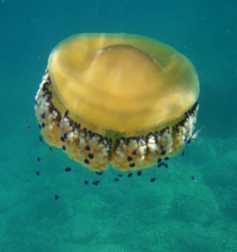 CSIC prevé una de las mayores llegadas de medusas de los últimos 15 años