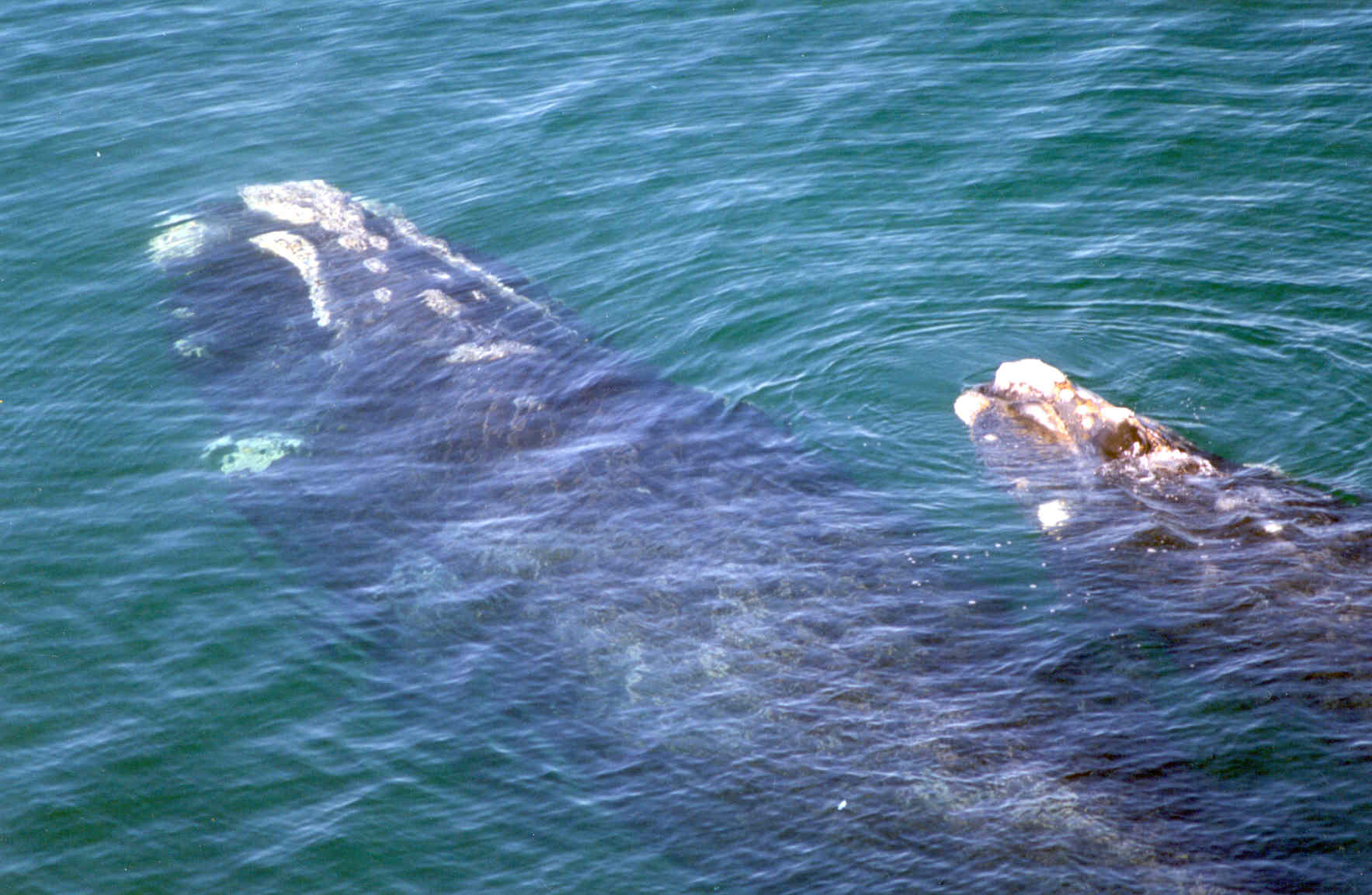 Una "Nursery" de ballenas