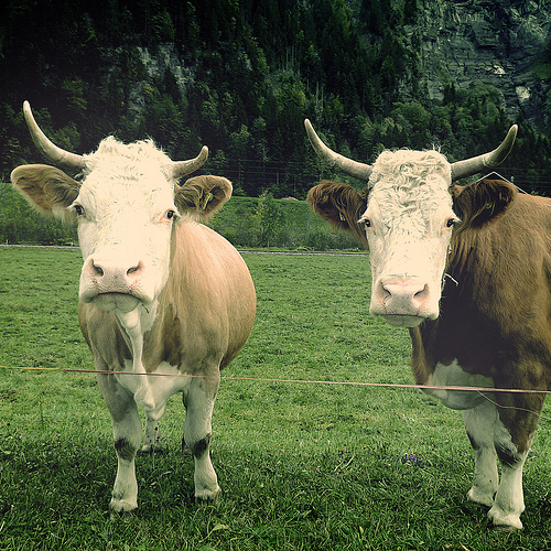 Espinosa defiende la conservación de agricultura y ganadería tradicional para frenar la pérdida de la biodiversidad