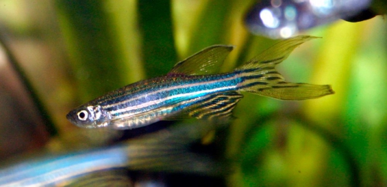 El terremoto que sacudió a México causó la fuga de especies invasoras