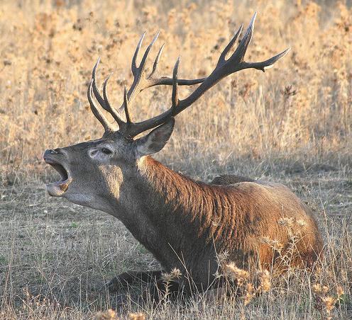 Comienza la berrea de los ciervos en el parque de naturaleza y animales Terra Natura Murcia