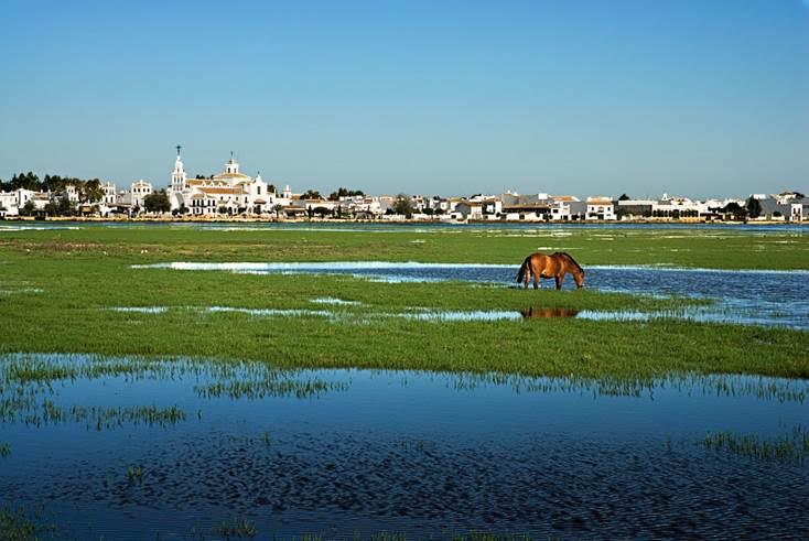 El Consejo de Participación de Doñana aborda el incendio