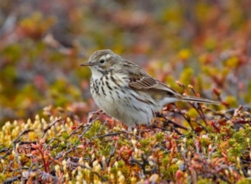 Las aves meridionales europeas son más vulnerables al cambio climático