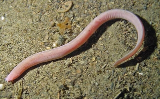 El 20 por ciento de los peces mixinos están en un elevado riesgo de extinción