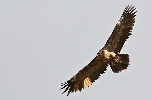 El centro de cría del quebrantahuesos suma 27 pollos nacidos desde su puesta en funcionamiento