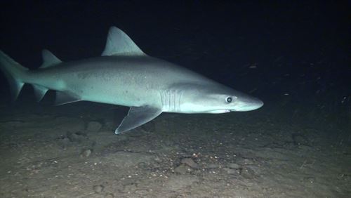 En manos de Europa preservar 41 peces del Atlántico